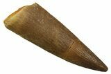 Fossil Plesiosaur (Zarafasaura) Tooth - Morocco #298036-1